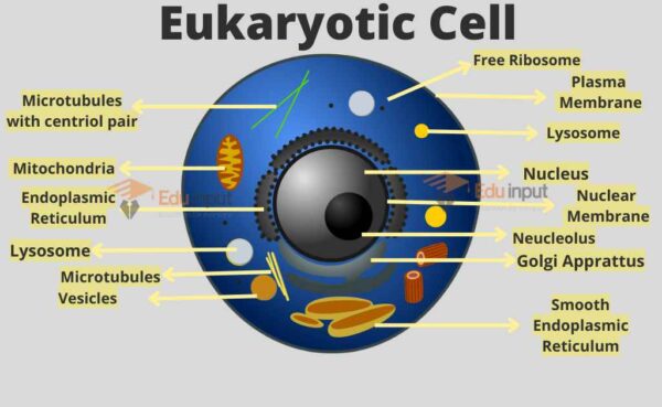 Eukaryotic Cell - Characteristics and Cell Structure