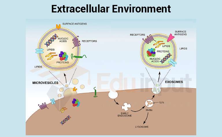 image showing extracellular environment