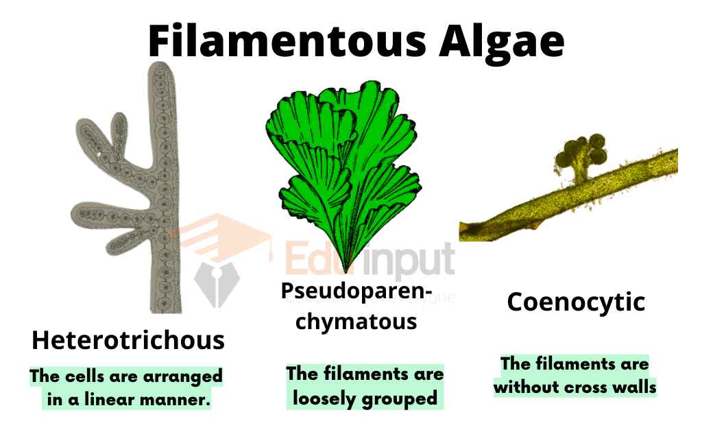 image showing structures of algae