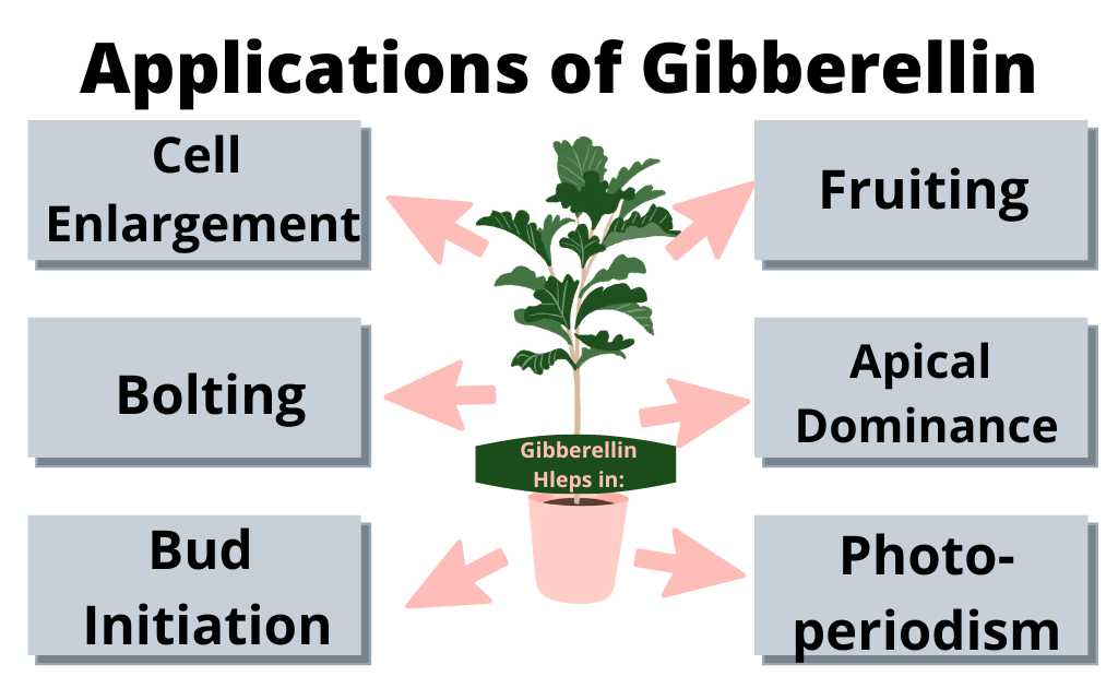 image showing different functions of Gibberellins