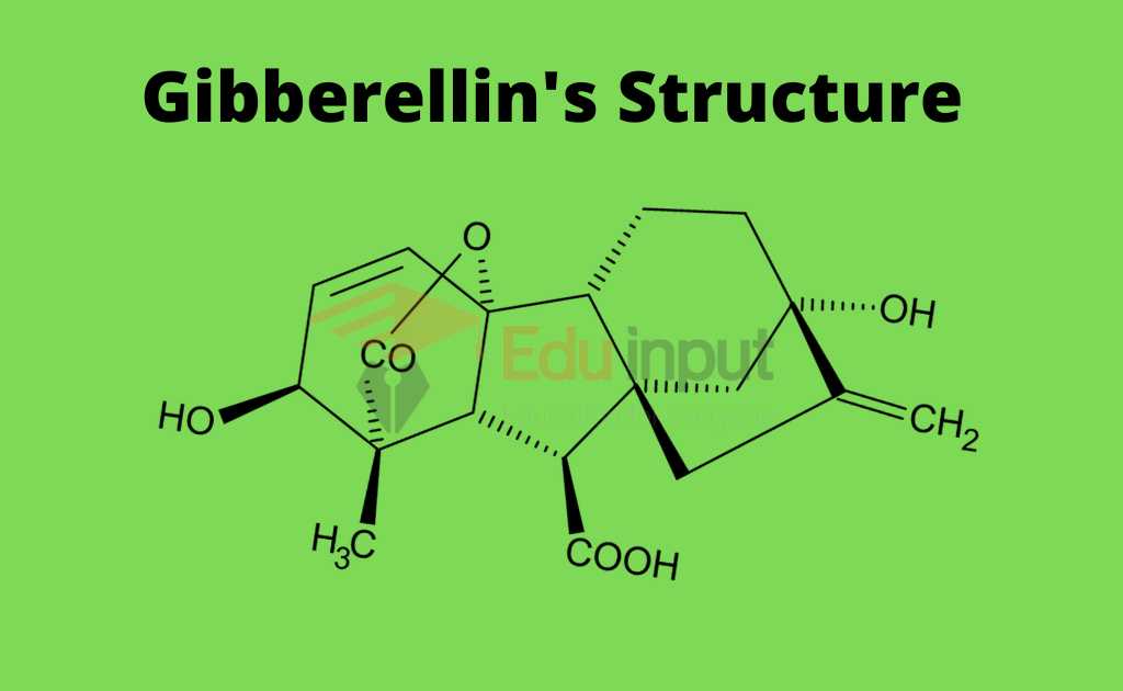 image showing the structure Gibberellins