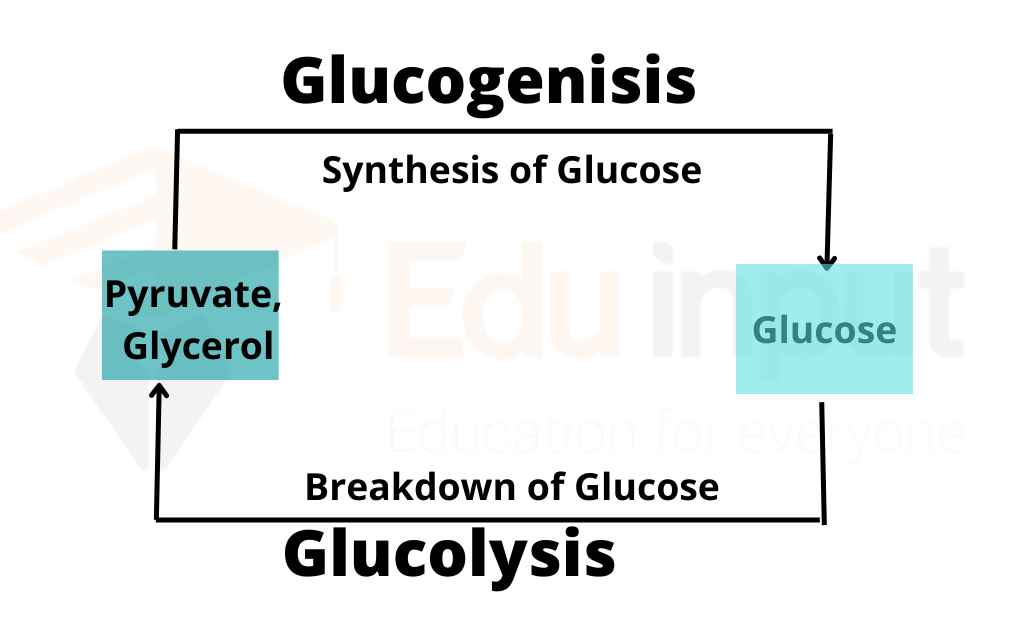 image showing the difference between glycolysis and gluconeogenesis