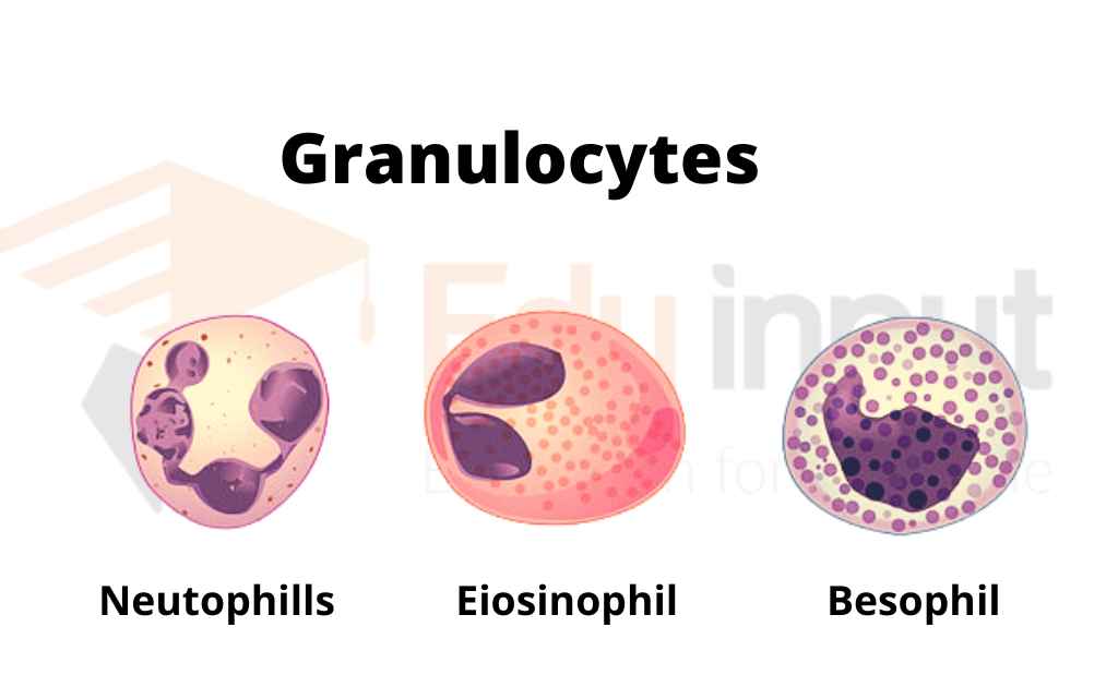 image showing granulocytes