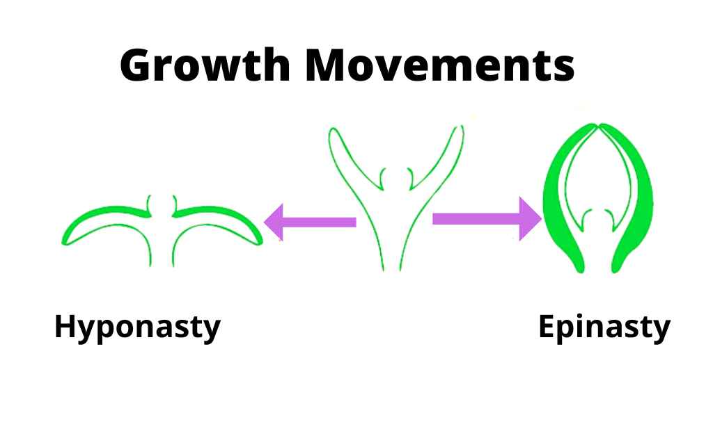 image showing growth movements in plant