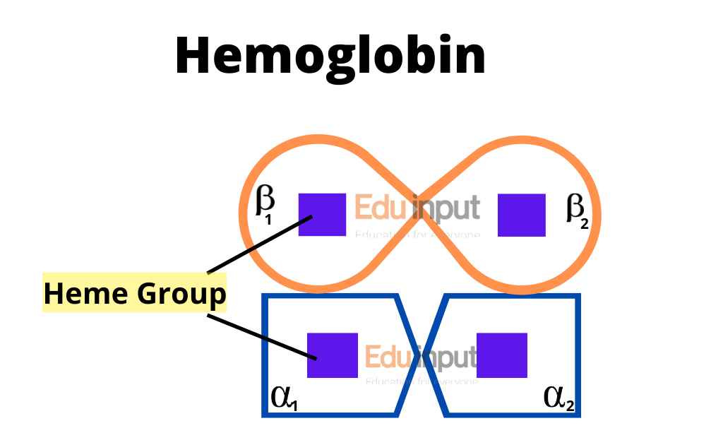 image showing structure of hemoglobin
