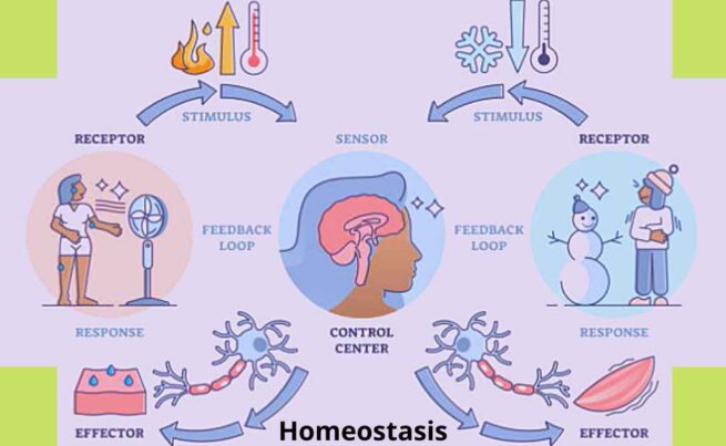 Homeostasis-Definition, Objectives, Examples, Importance, And Levels Of ...