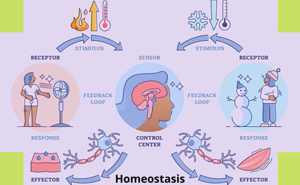 image showing procedure of homeostasis
