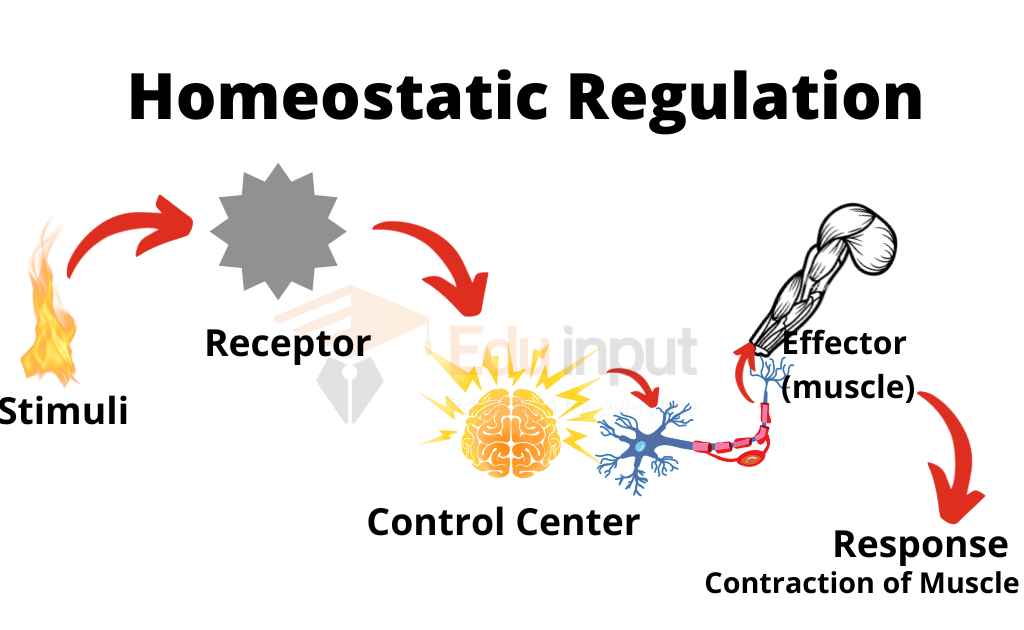 image showing working of living control system of homeostasis