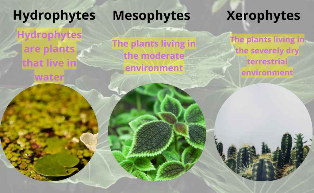 image showing examples of hydrophytes, mesophytes and xerophytes