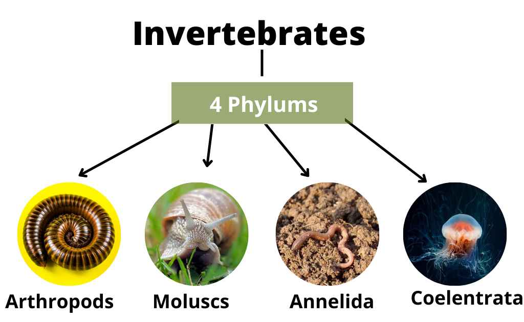 image representing phylums of invertebrates