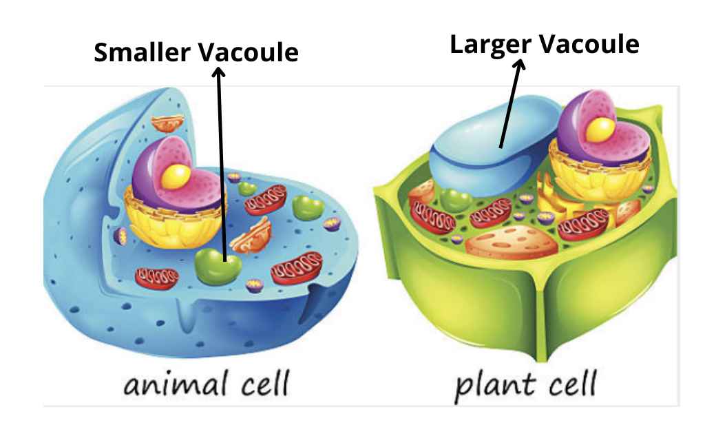 Image showing comparison of the vacuole in plant and Animal Cell