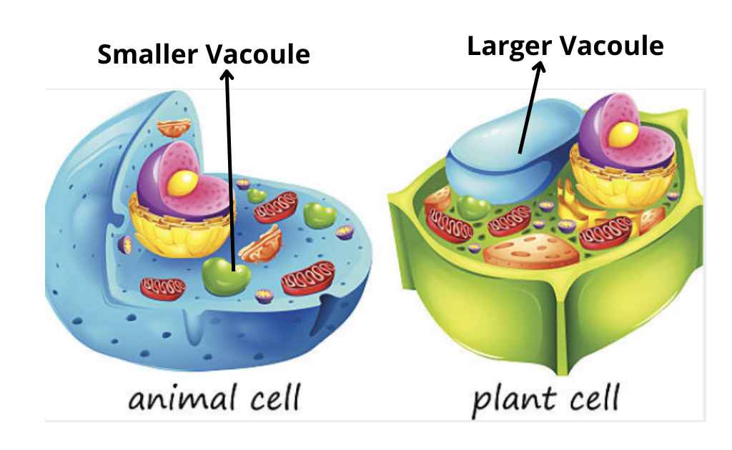 Do Plant Cells Have Bigger Vacuoles