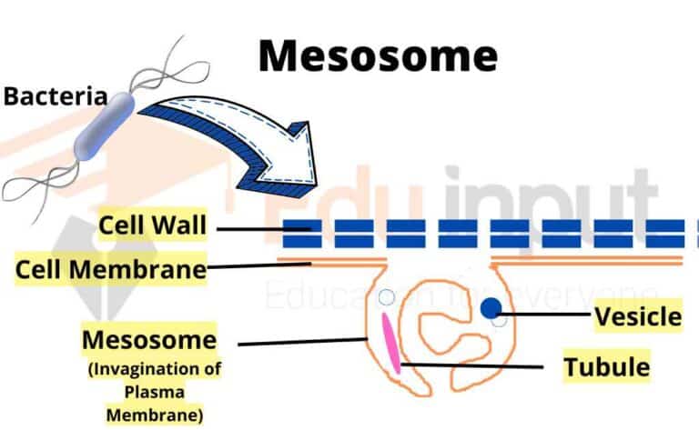 Mesosome- History, Location, Structure, and Functions in Bacteria