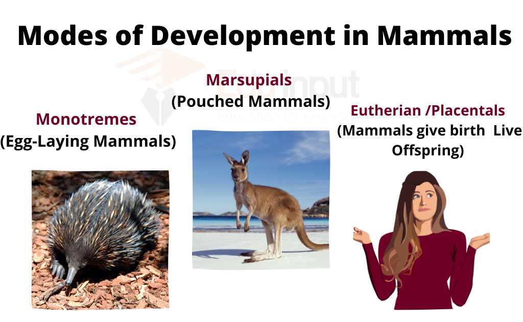 image showing examples modes of development of mammals