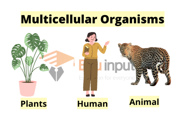 what-are-multicellular-organisms-characteristics-and-organization