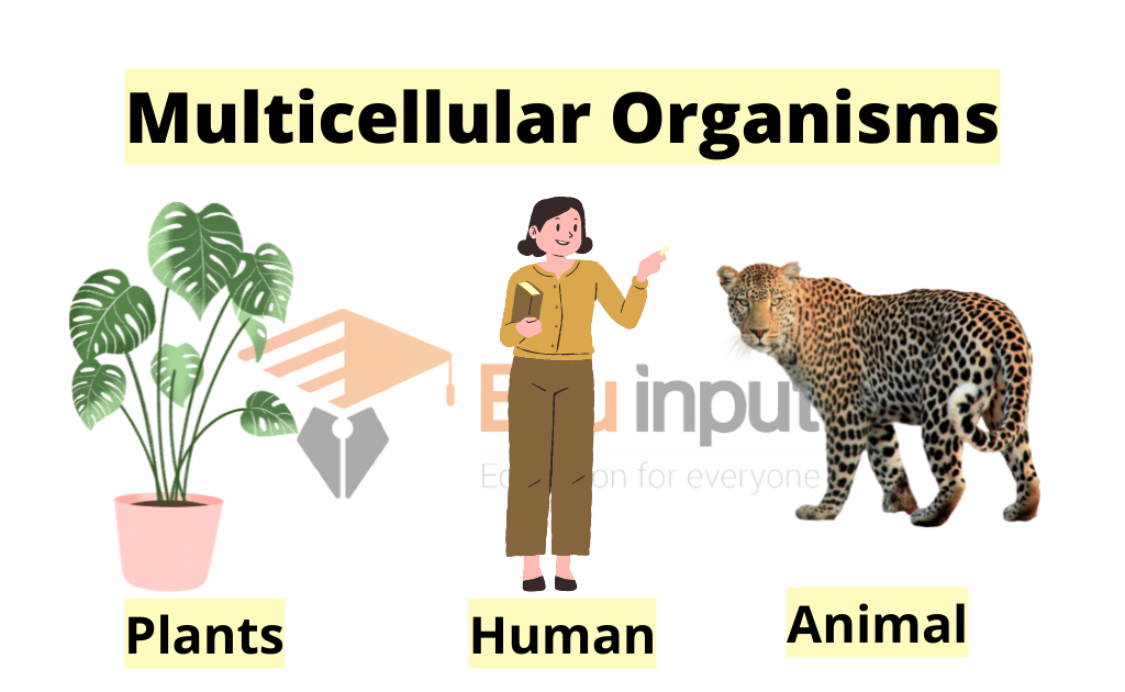 Image showing examples of multicellular organisms