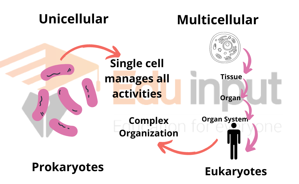 multicellular organisms animals