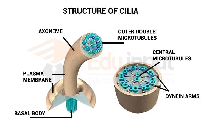 image showing structure of cilia
