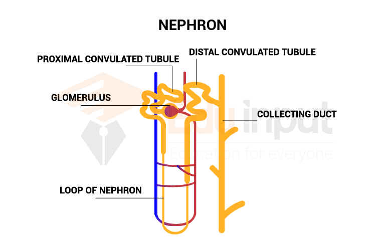structure of nephron diagram