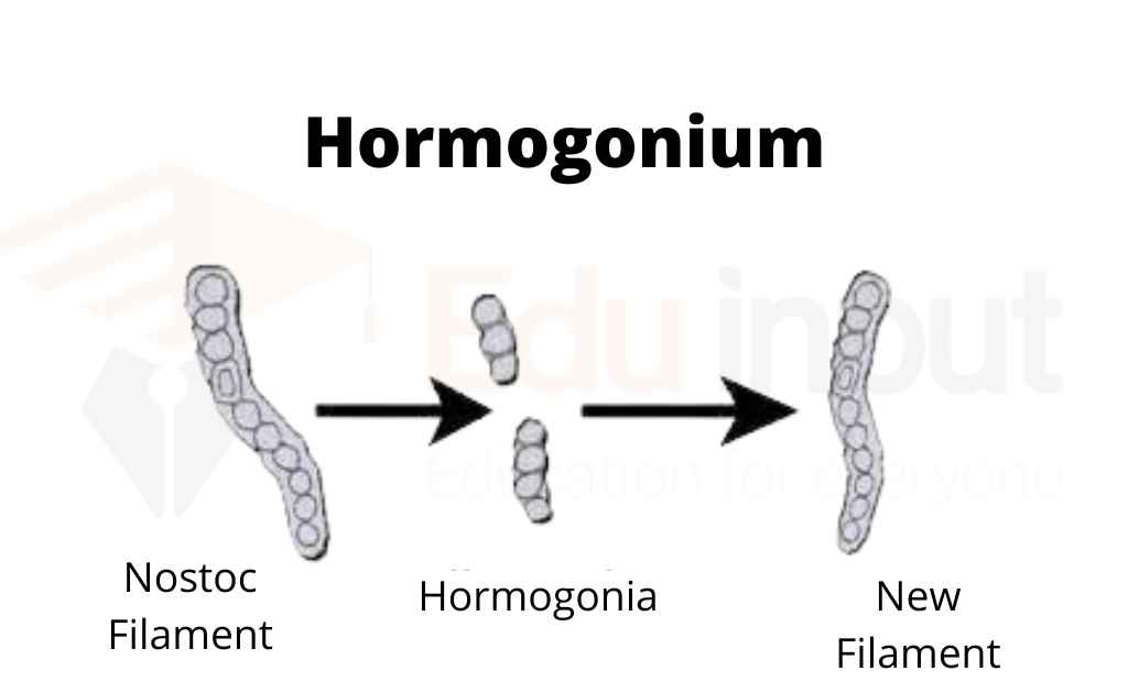 image showing hormogonia formation