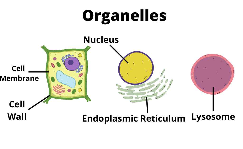 image showing different organelles