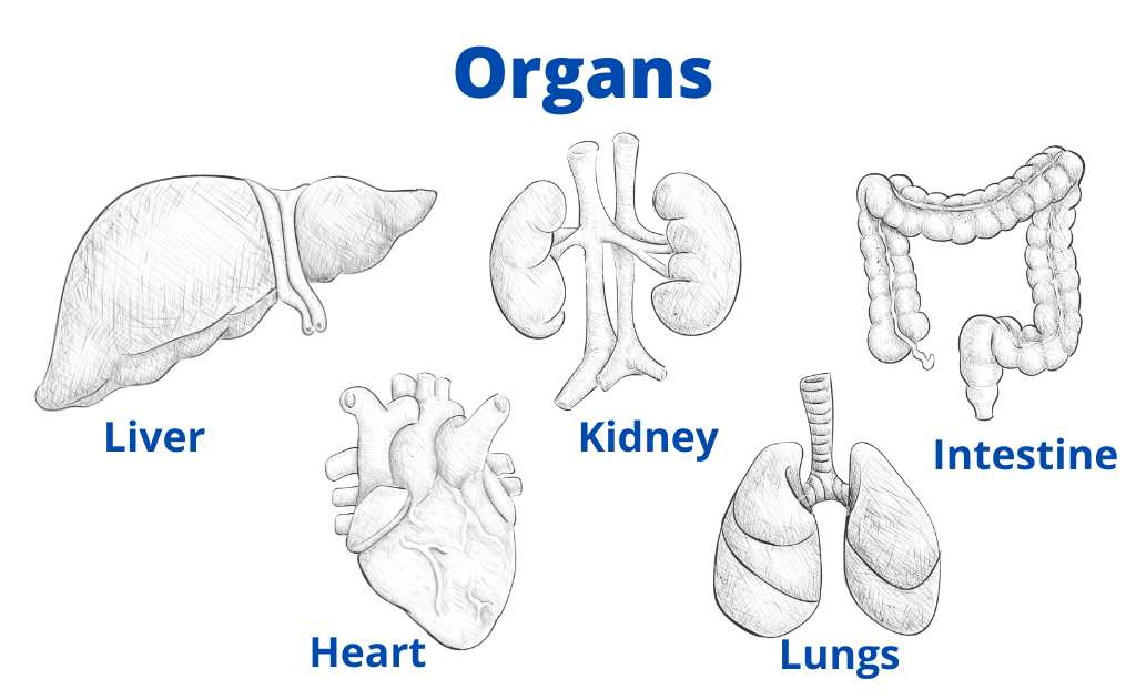 Premium Vector | Human organs sketch. brain kidney heart stomach anatomy  body parts hand drawn set. illustration internal organ, stomach and heart,  brain and liver