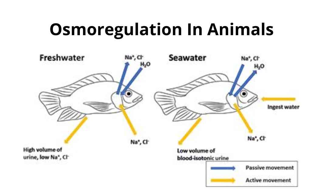 image showing osmoregulation in animals (fishes)