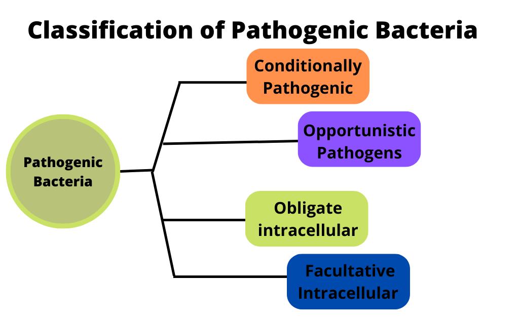 image showing types of bacterial pathogens