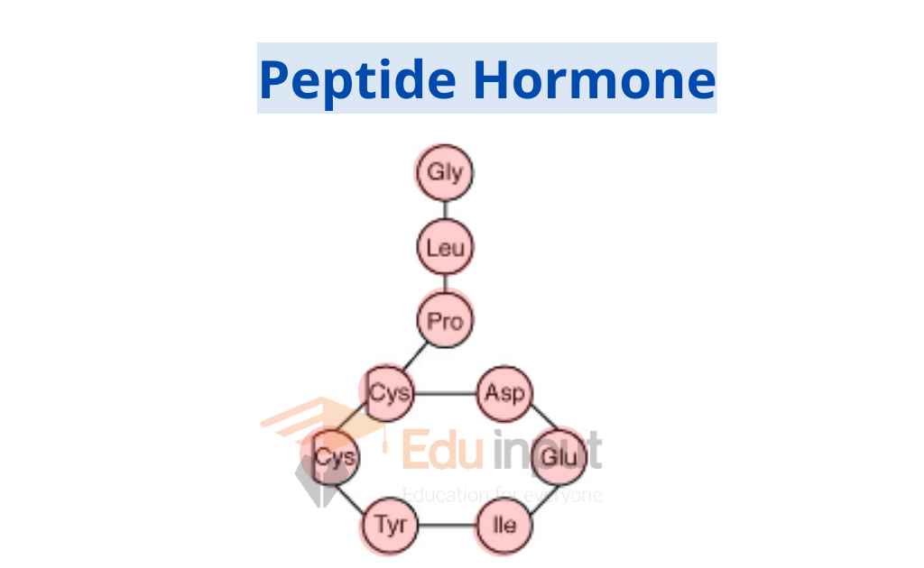 image showing the structure of a peptide hormone