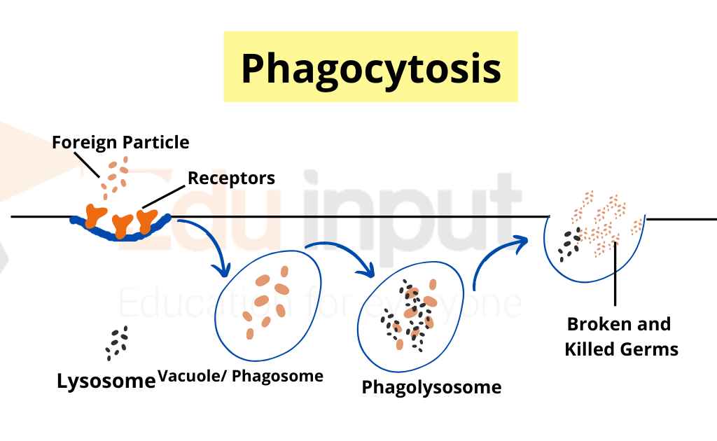 image showing steps of phagocytosis