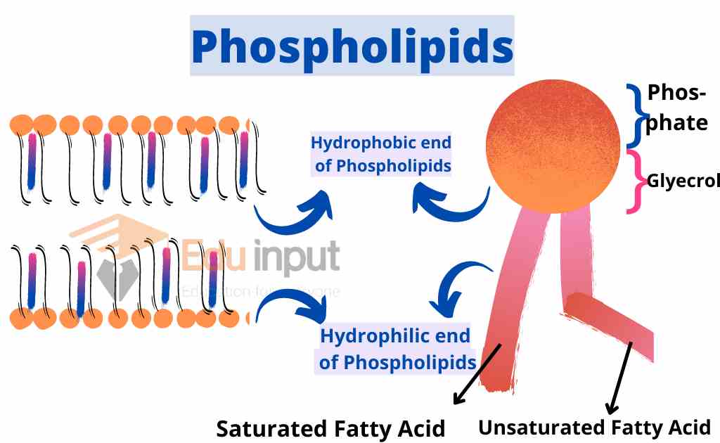 Image showing phospholipid composition and structure