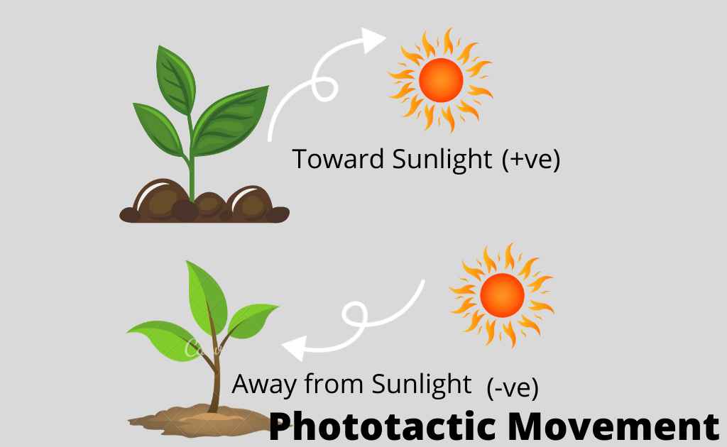 image showing phototactic movement on plant