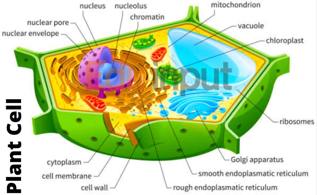 image showing structure of plant cell