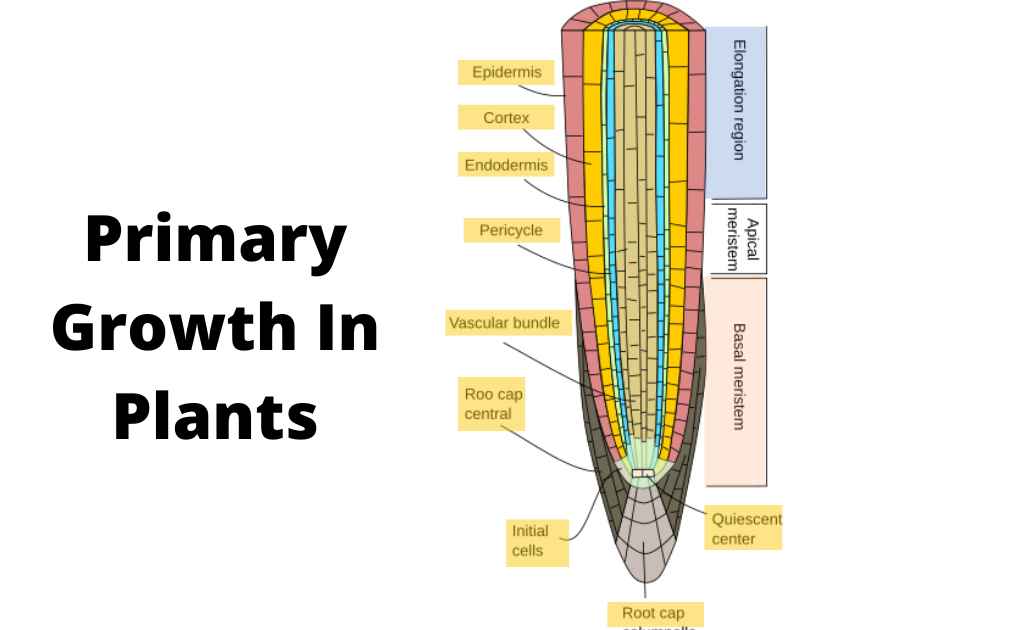 image showing primary growth in plants