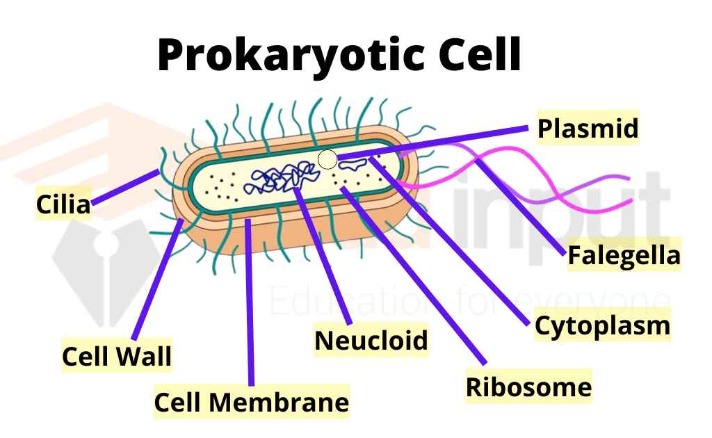 image showing the structure of a prokaryotic cell