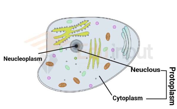 write an essay on the nature of protoplasm