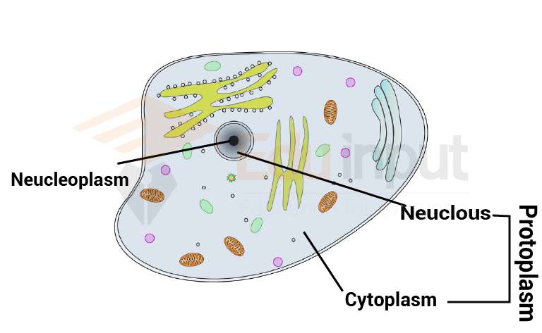 image showing protoplasm of a cell
