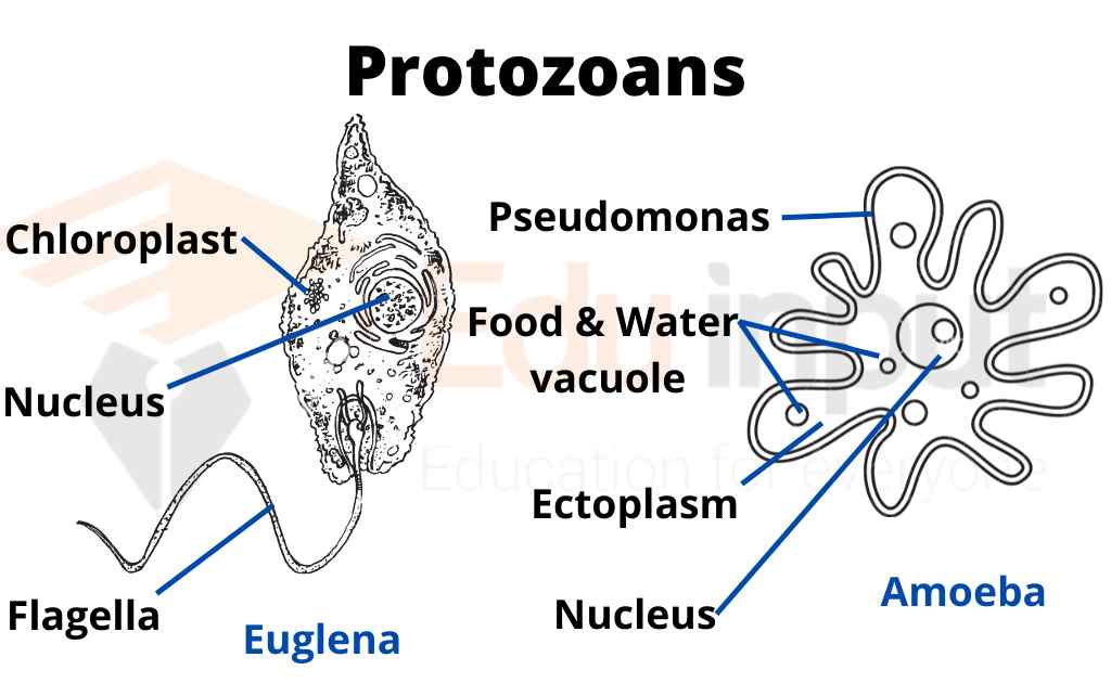 image showing structure of protozoans