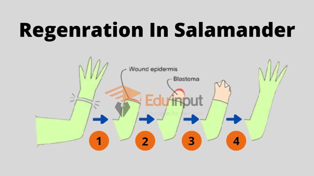 Regenration In Salamander 11zon