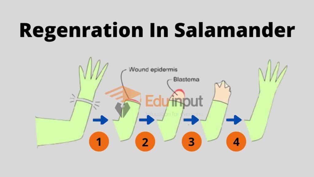Regenration In Salamander 11zon