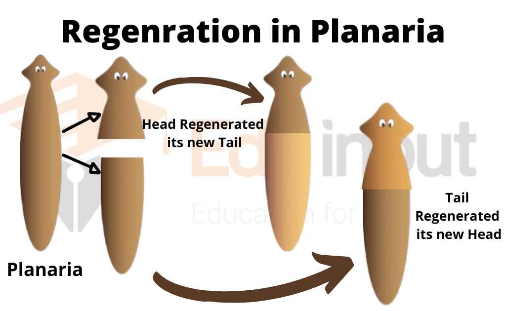 image showing regeneration in planaria