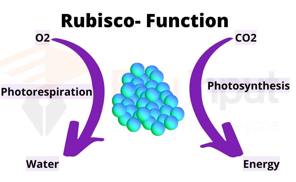 Image showing role of rubisco in photosynthesis and photorecpiration