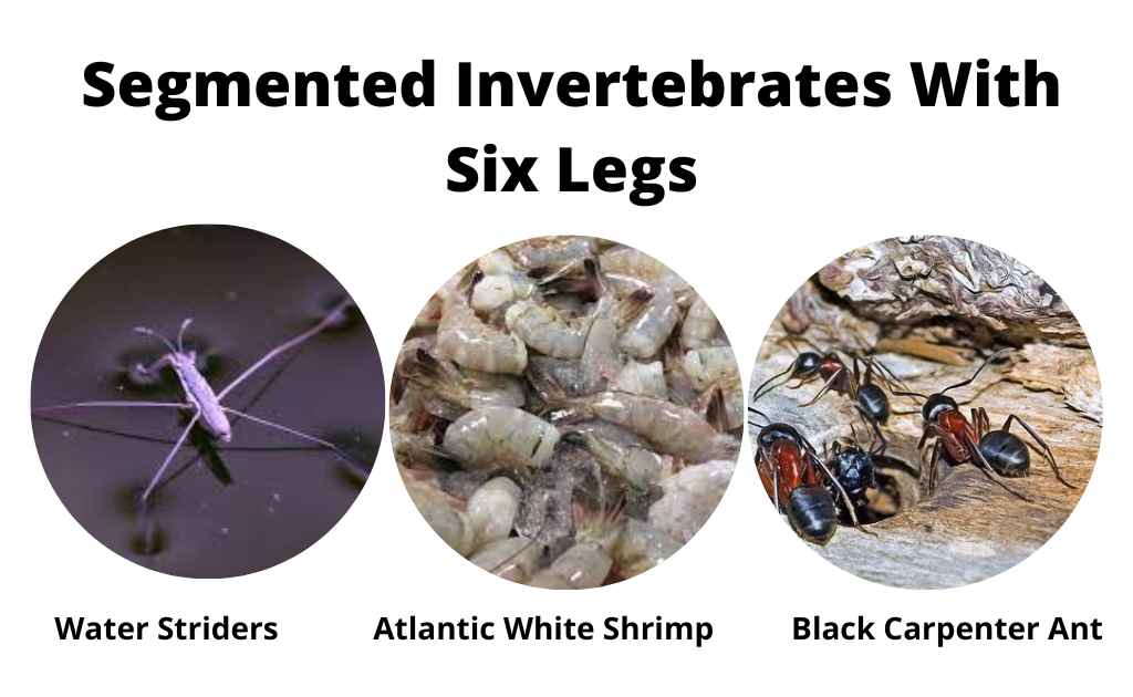 image showing examples of segmented invertebrates