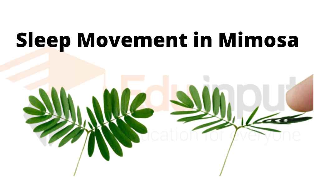 image showing sleep movement in mimosa plant