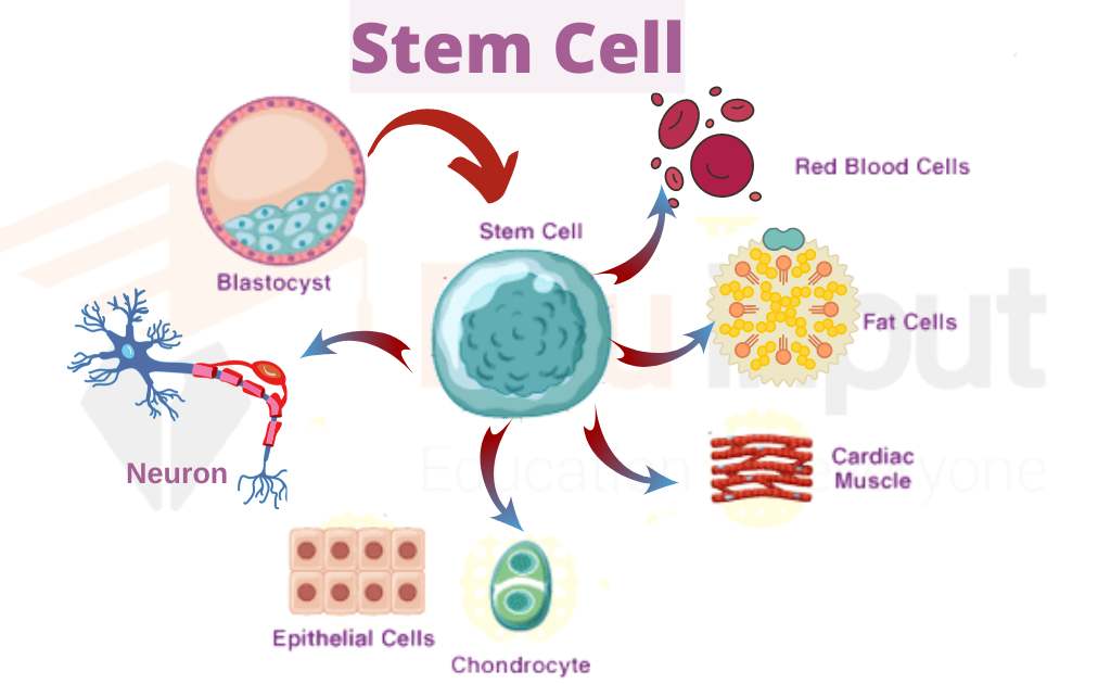 image showing differentiation of a stem cell into specialized cells