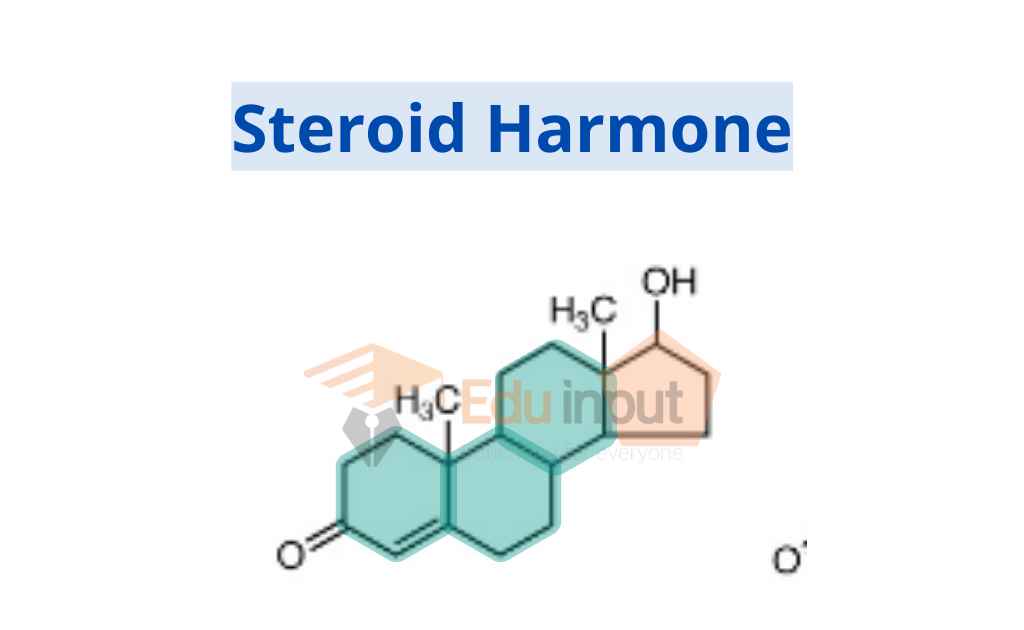image showing structure of steroid hormone