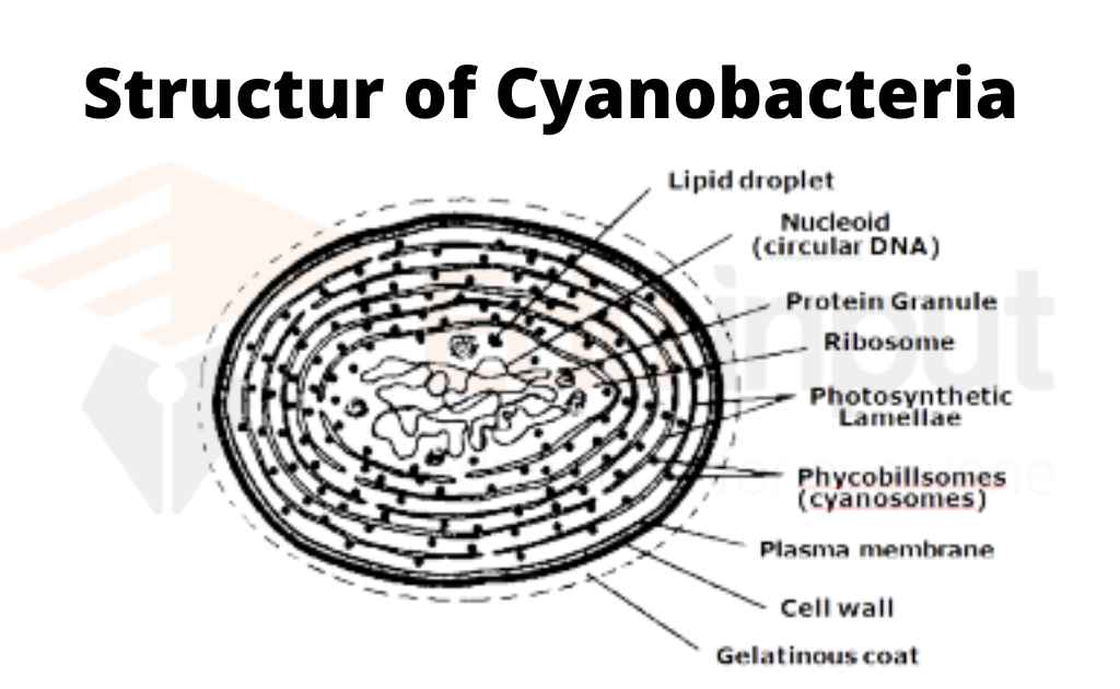 image showing the structure of cyanobacteria