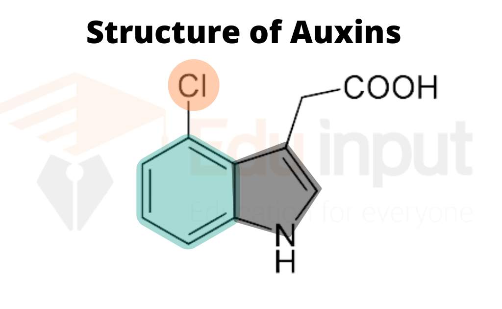 Image showing structure of Auxins
