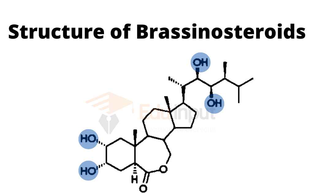 Image showing structure of Brassinosteroids 