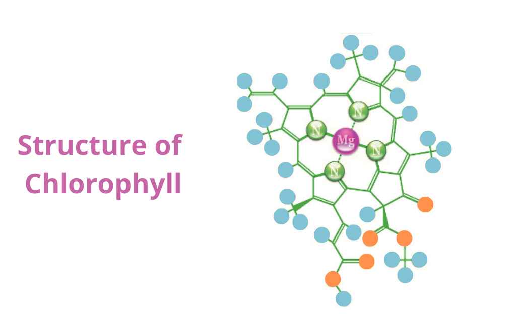 image showing the Structure Of Chlorophyll